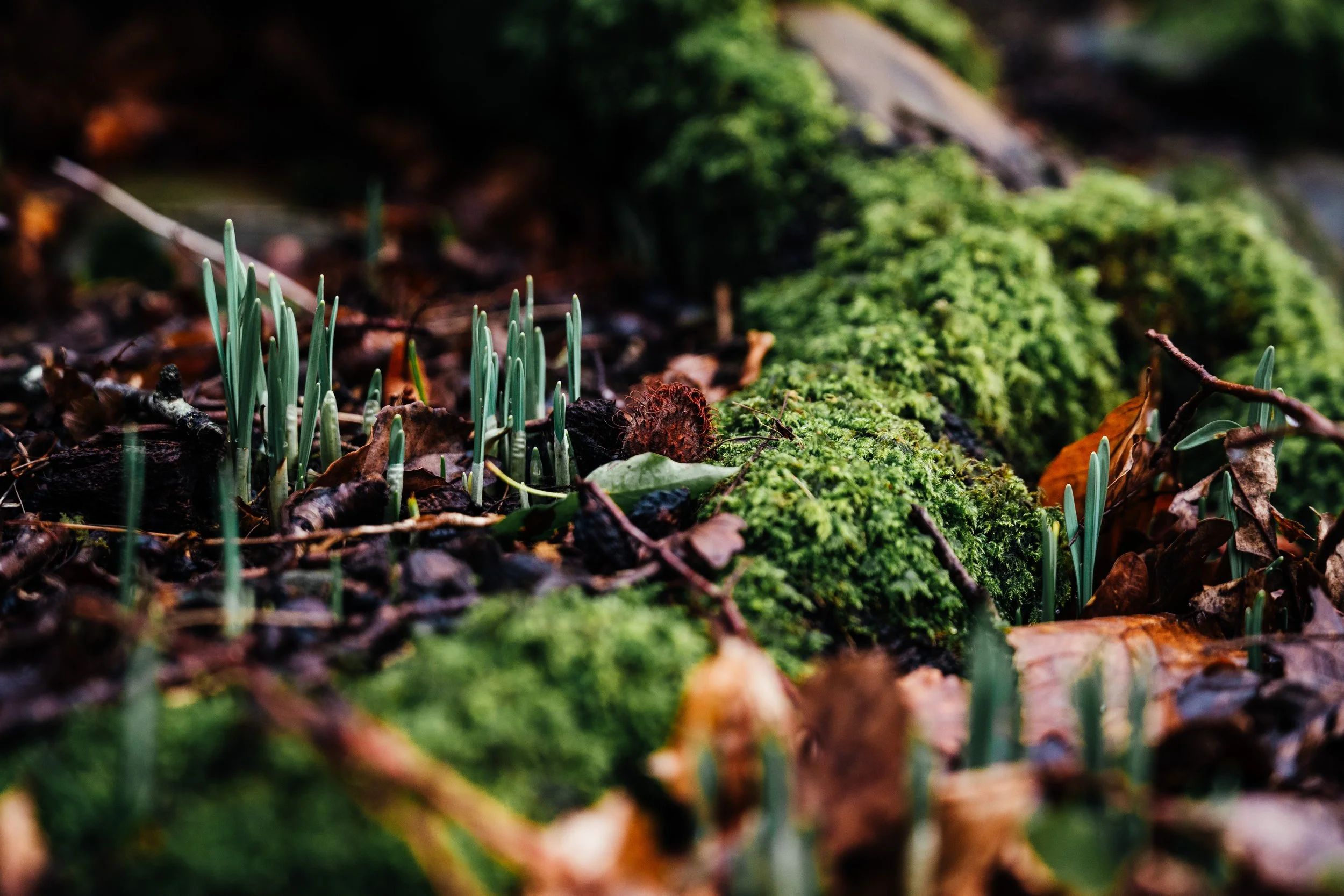 Young green shoots emerging from the forest floor surrounded by moss and fallen leaves.