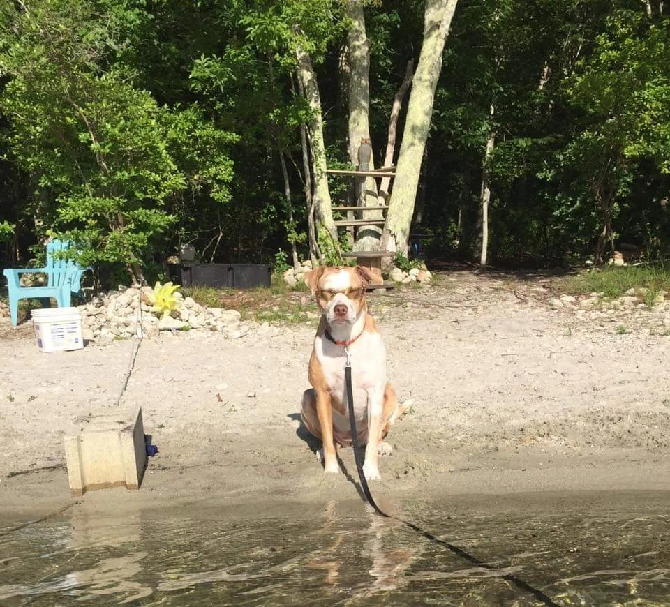 dog beach 3.jpg