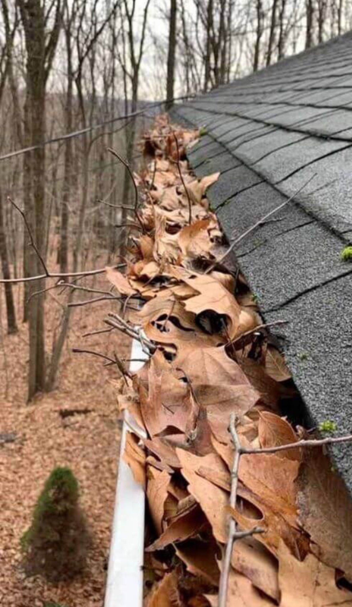 Gutter and Roof Cleaning