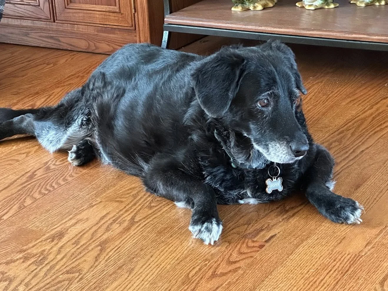 &quot;Mr. Miller&rsquo;s family dog, Jasper, is paws-itively curious&hellip; have you donated to the Musselman Choral Department yet? 🐾🎶

If not, now&rsquo;s the perfect time! Your support helps our hardworking students with music, costumes, travel