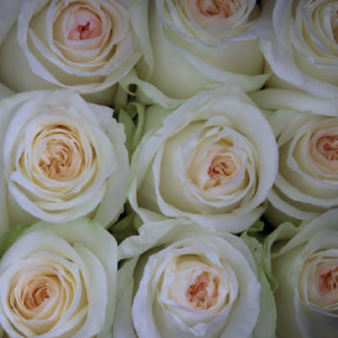 Candlelight (cream/white)