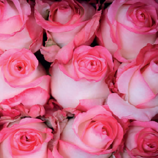 Boulevard (ligth pink)