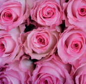 Mandala (ligth pink)