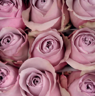 Lavantine (ligth purple)