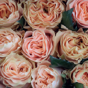 Princess Crown (pink)