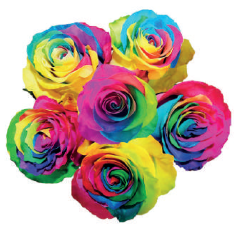 Rainbow Tinted Rose