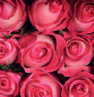 Anna Yuliya (Pink / White)