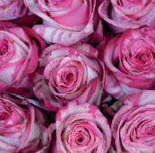 Magic Times (hot pink/cream)