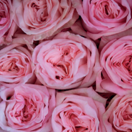 Ohara Pink (light pink)