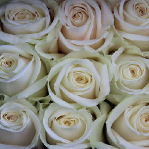 Playa Blanca (white)