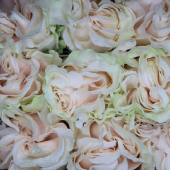 Cotton Xpression (white)