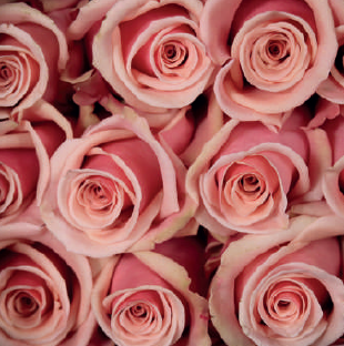 Essential (ligth pink)