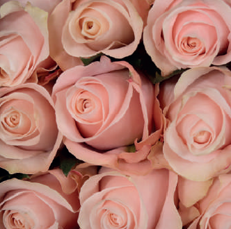 Pomarosa (ligth pink)