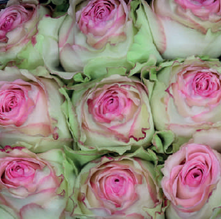 Esperance (multi shade/pink)