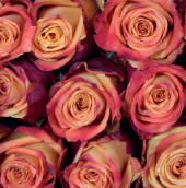 Silantoi (orange/yellow)