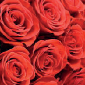 Nina (orange/yellow)