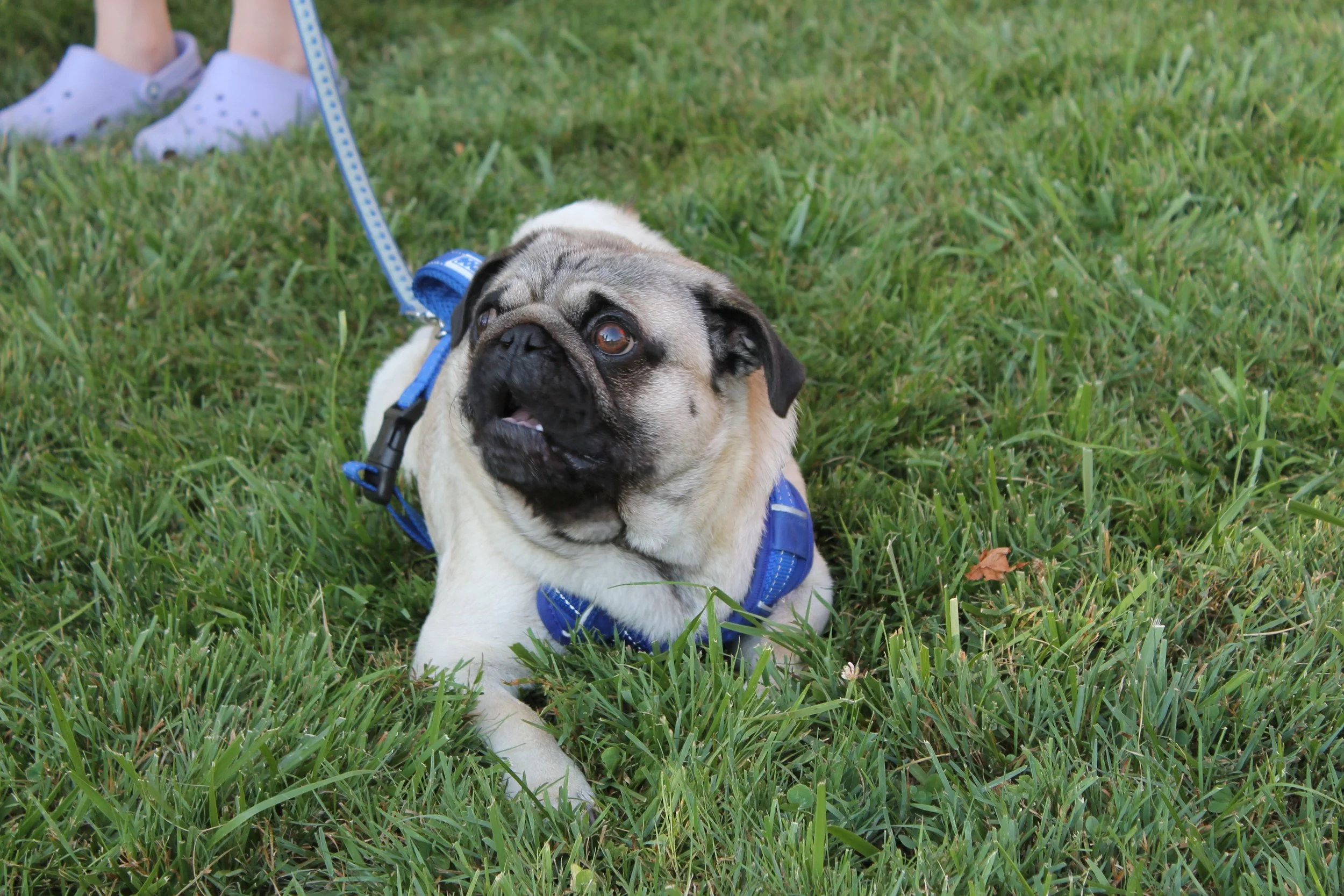 One of the four-legged companions that watched the race from Memorial Park.