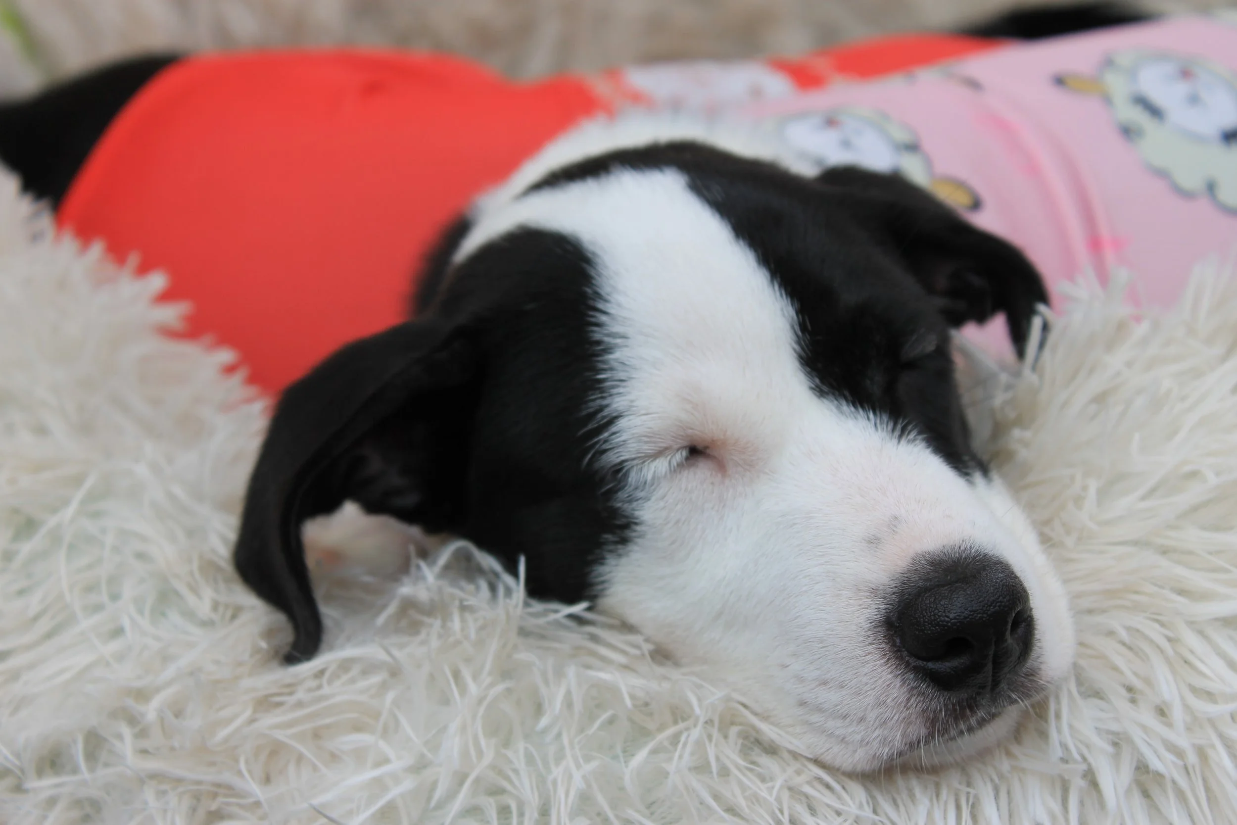 Puppy available for adoption at the Reading Fall Street Faire on September 7, 2025.