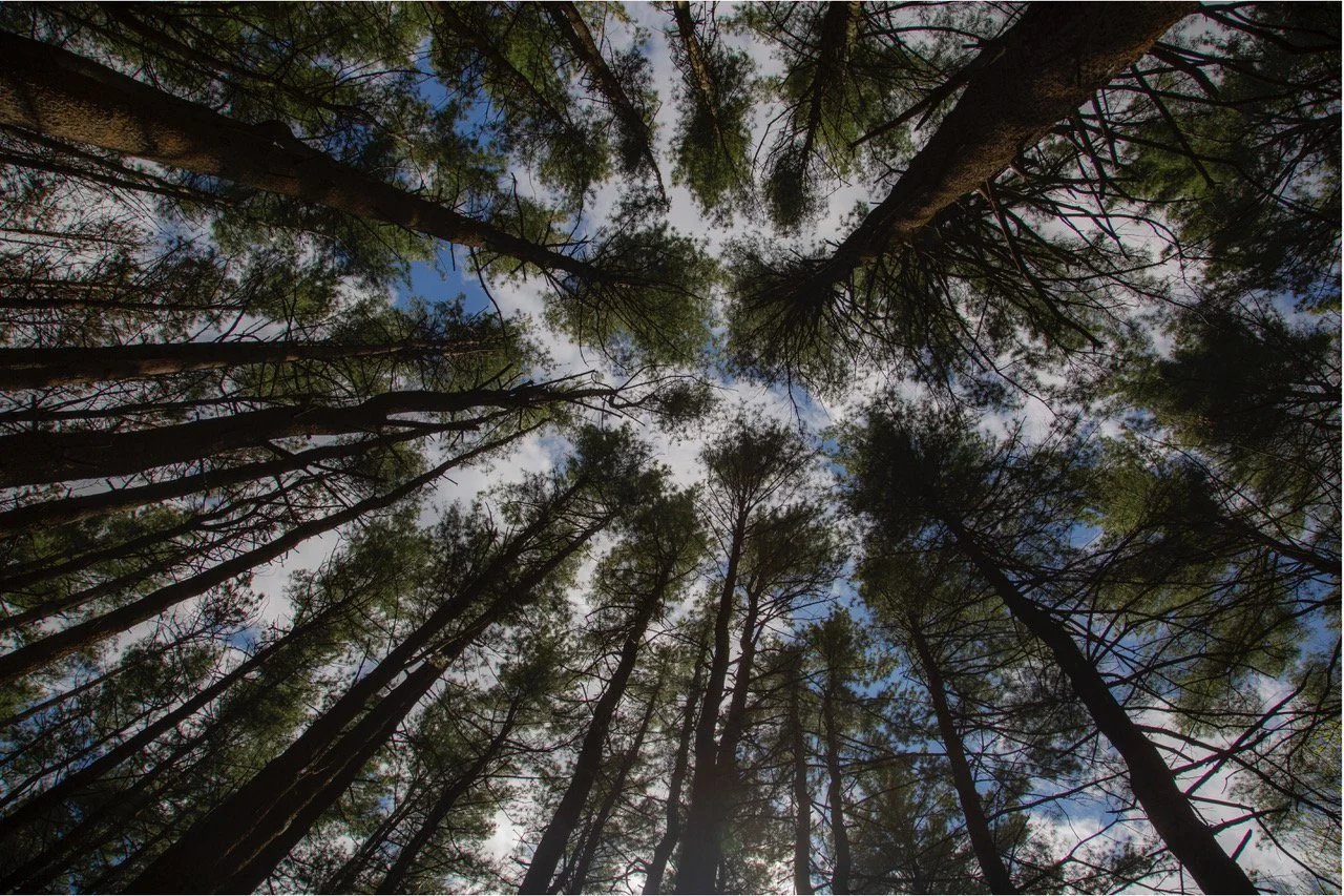 Town evaluating path to reopen Mattera Cabin