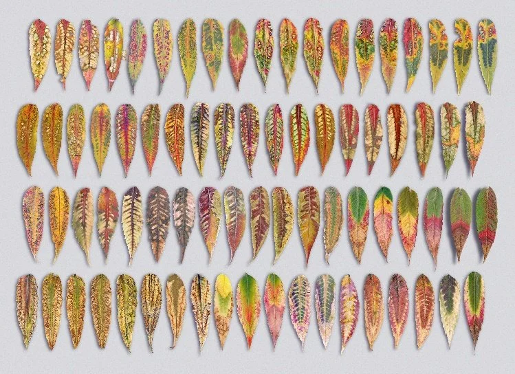 Open Door Gallery at Worcester Art Museum to Hold Opening Receptionfor New Group Exhibition by Artists with Disabilities