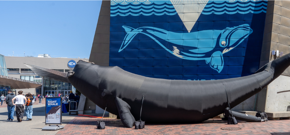 Aquarium to celebrate Massachusetts Right Whale Day on April 24 with special programming