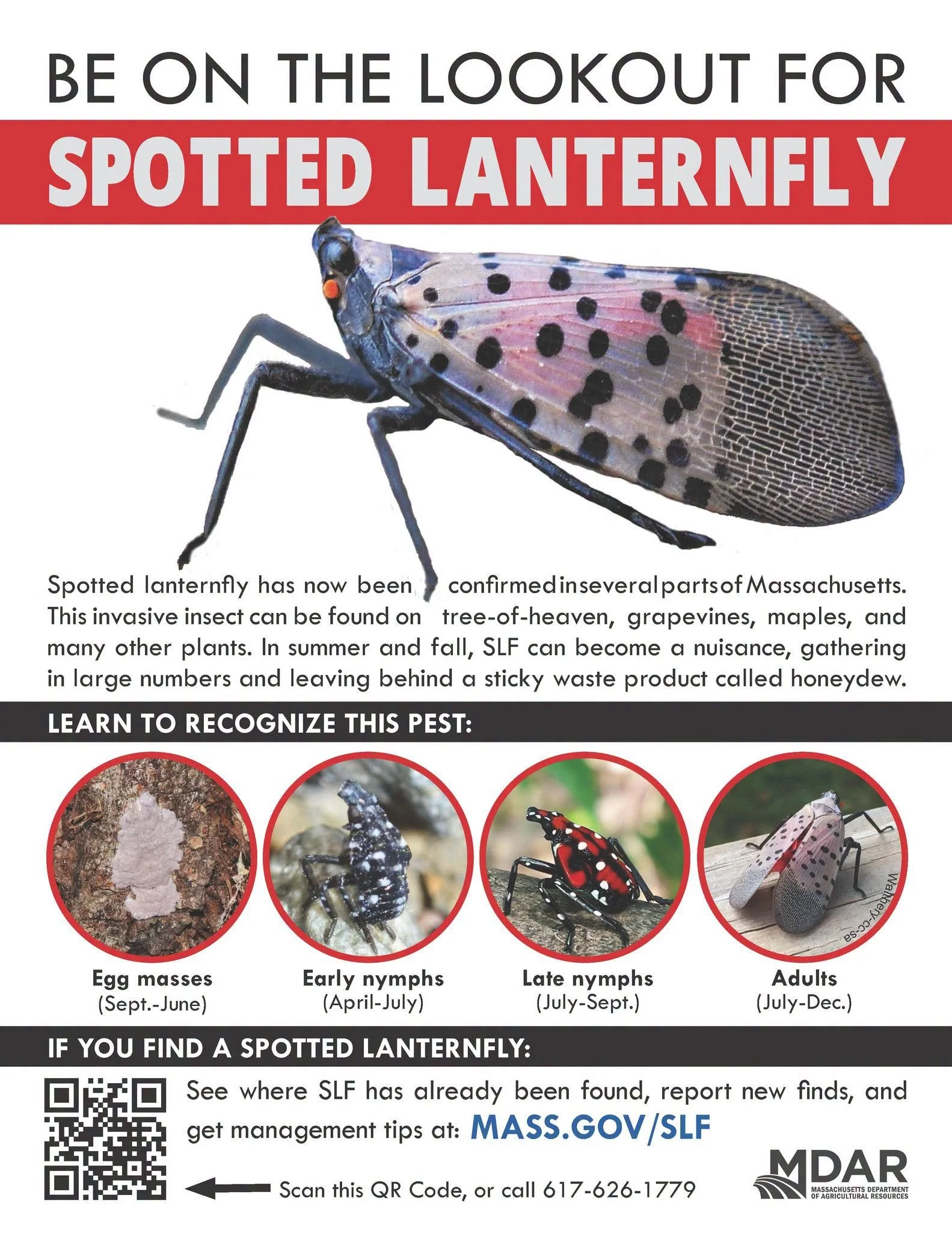 Spotted Lanternfly alert: state asks Reading residents to watch for invasive pest