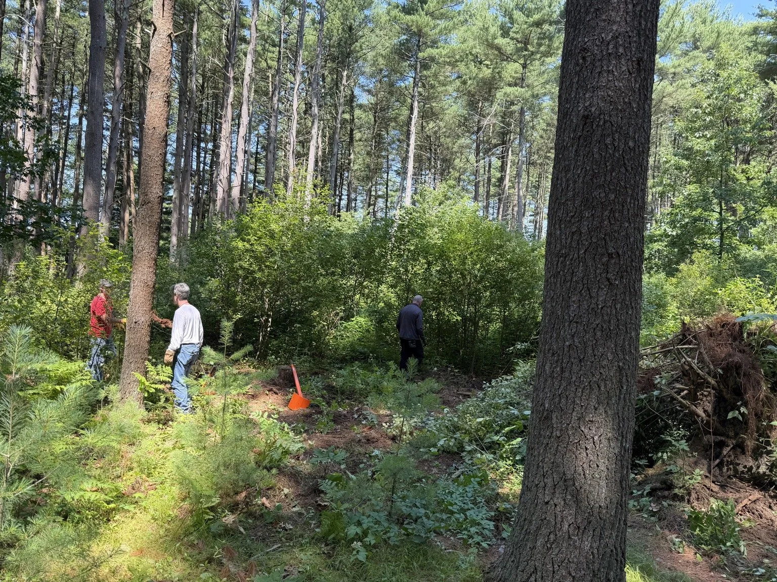 Reading Continues Major Restoration Effort in the Town Forest
