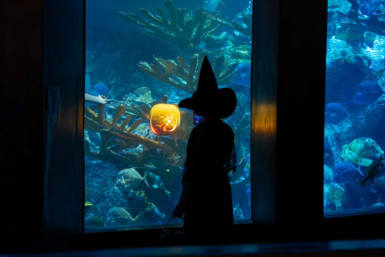 New England Aquarium celebrates Halloween with family-friendly activities