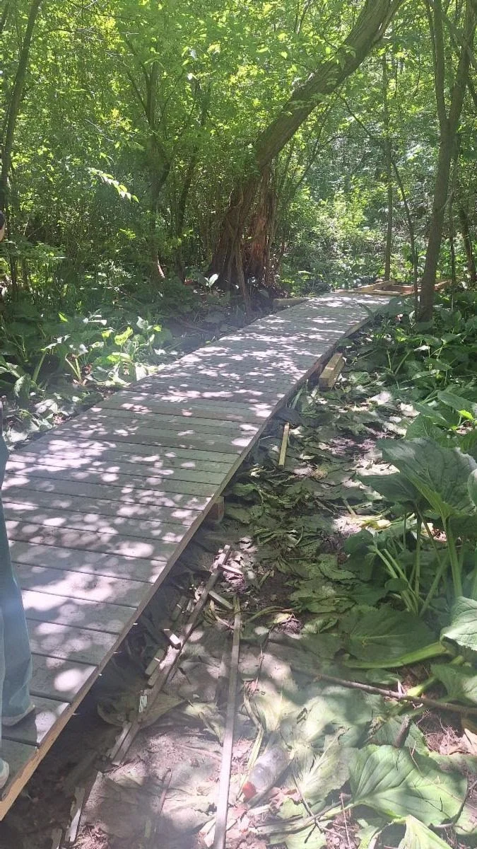 A wooden boardwalk path extends through a lush, green forest with dense foliage on either side.