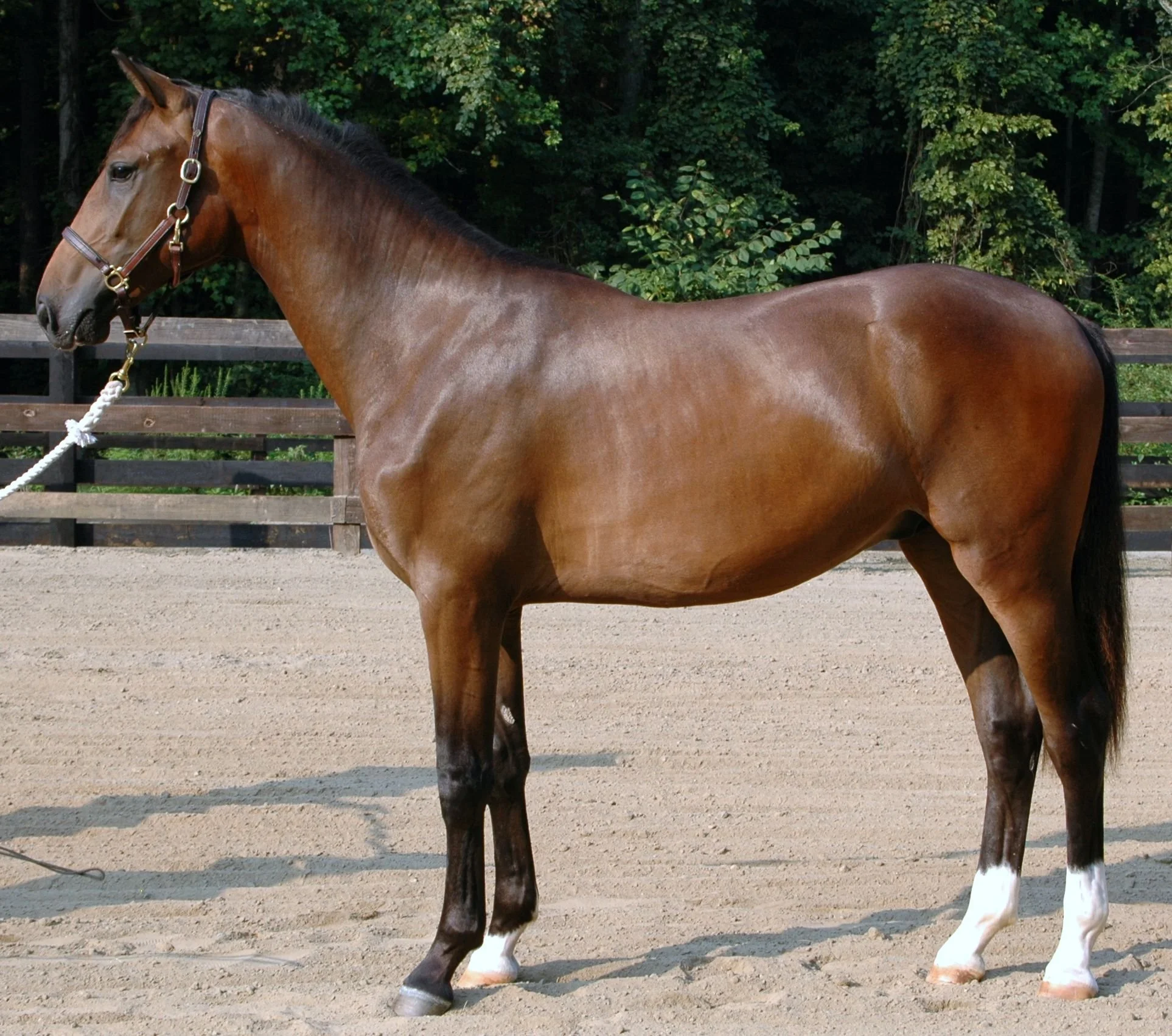 Denali - left side.jpg