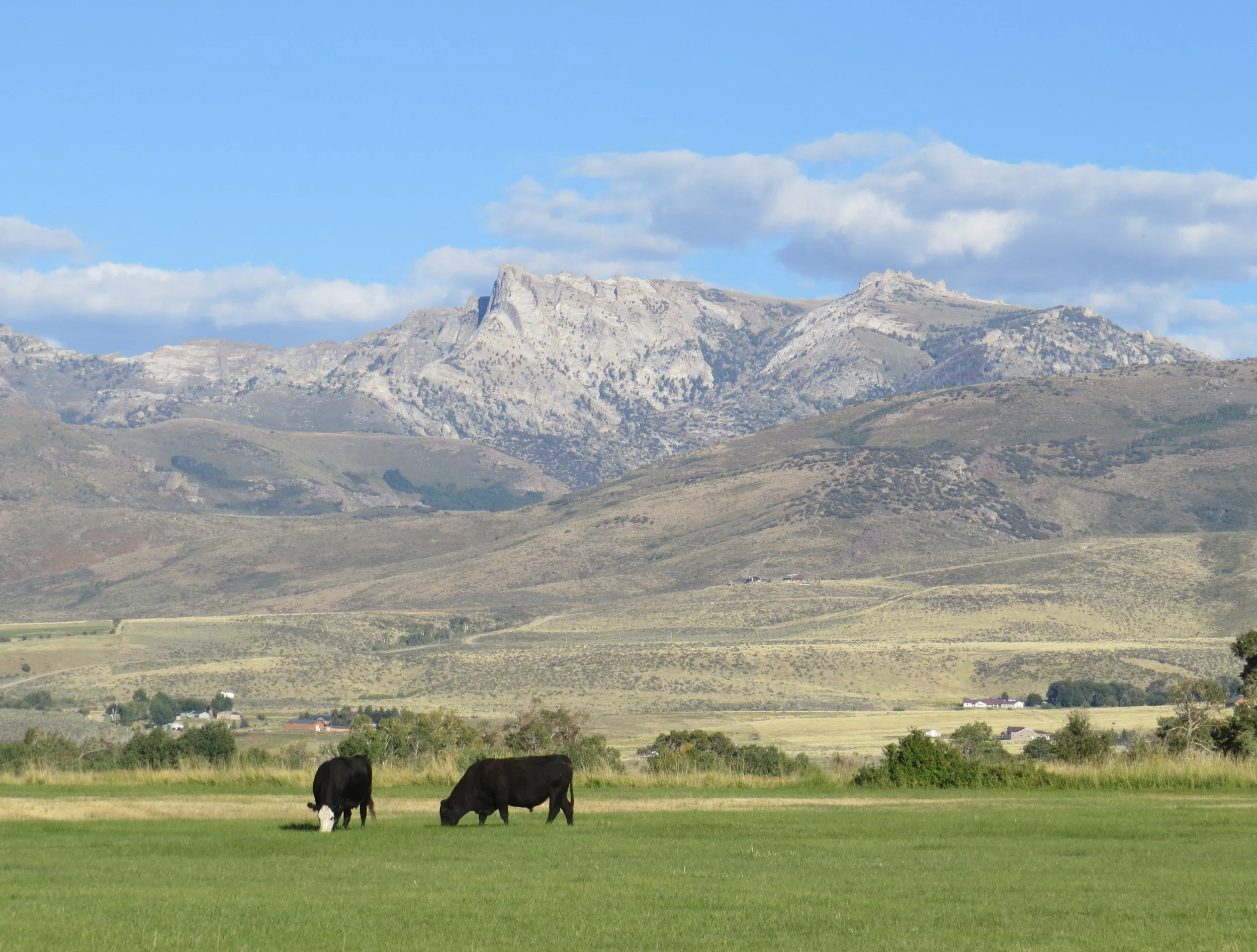 A landscape with green pastures, black cows grazing in the foreground, a few houses scattered in the middle ground, and rugged mountains in the background under a blue sky with some clouds.