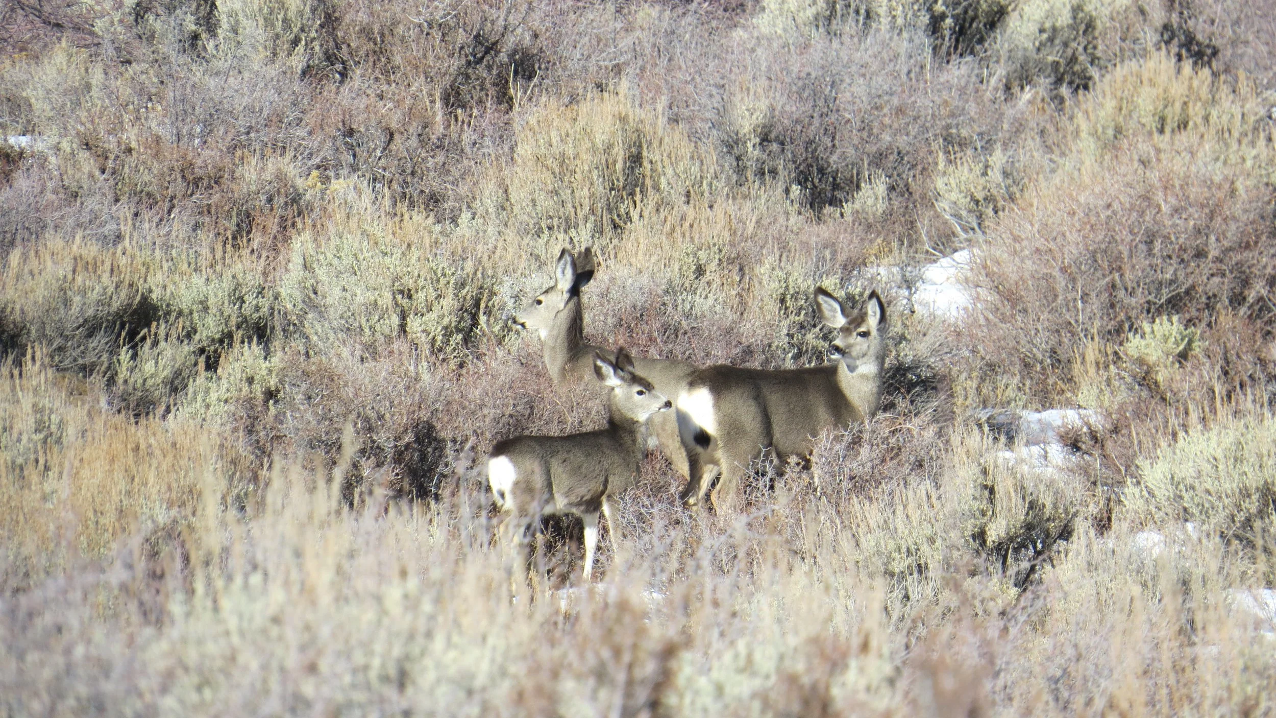 Three mule deer standing amidst desert shrubs and patches of snow in a dry landscape.