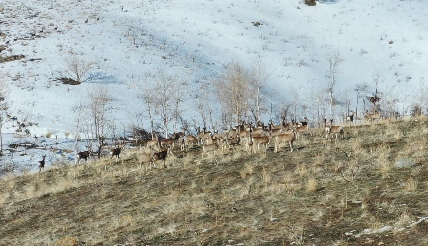 A herd of deer standing on a grassy hillside with snow-covered mountains and leafless trees in the background.