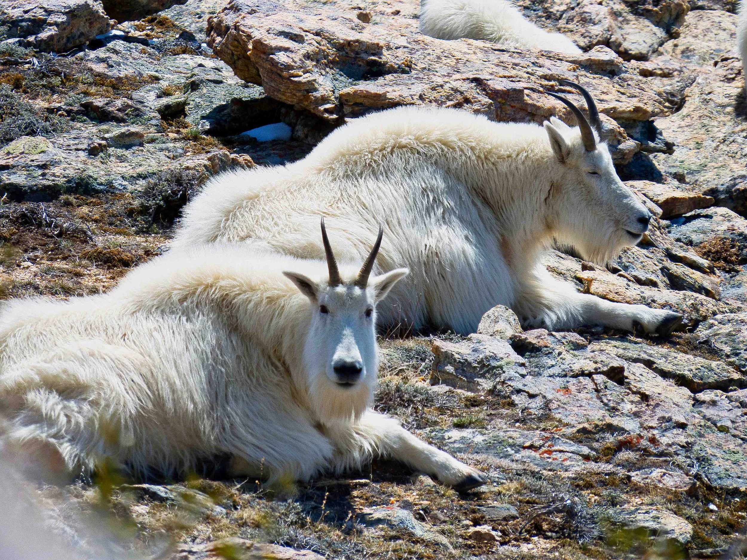 A white mountain goat with curved horns resting on rocky terrain.