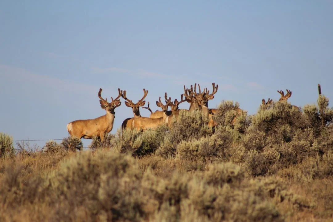 A group of four mule deer (Odocoileus hemionus) with large velvet antlers standing on a sage brush covered hillside, under a clear blue sky.