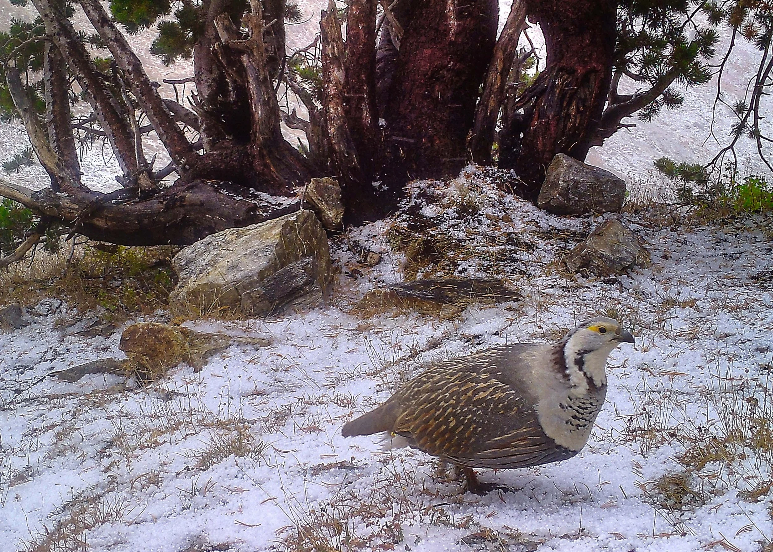 A bird of Himalayan snowcock, resting on the ground among snow and rocks, with a background of tree roots and branches in a foggy forest setting.