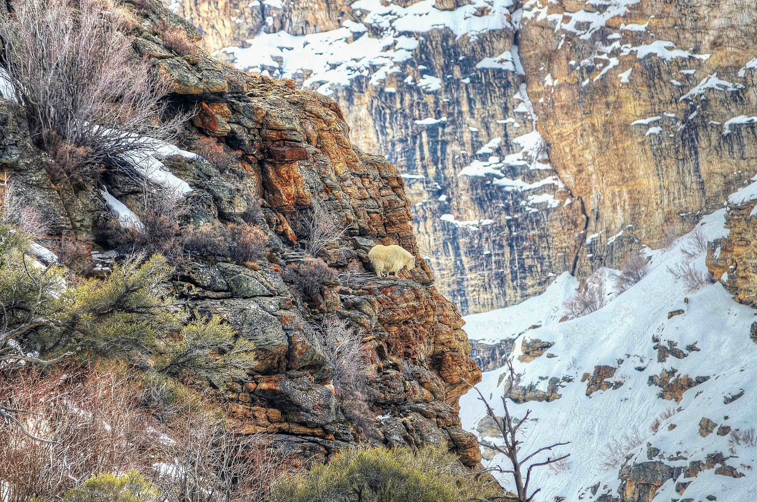 Snow-covered rocky mountain landscape with sparse trees and a mountain goat on the slope.