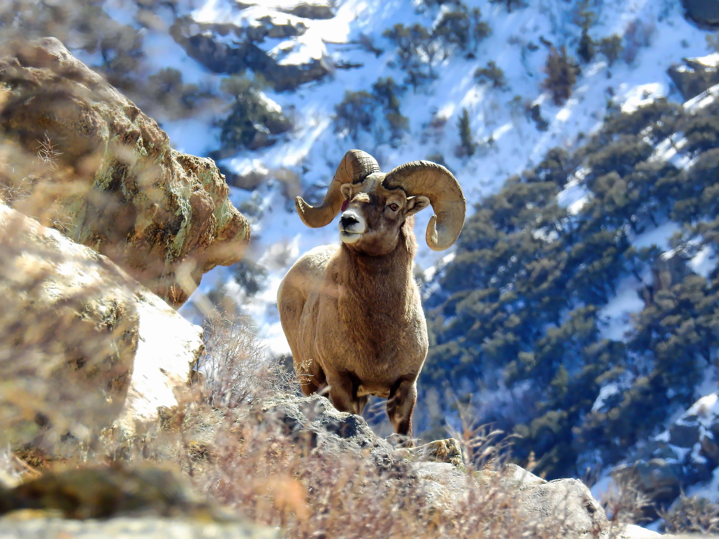A mountain goat with large curved horns standing on rocky terrain in a snowy mountainous landscape.