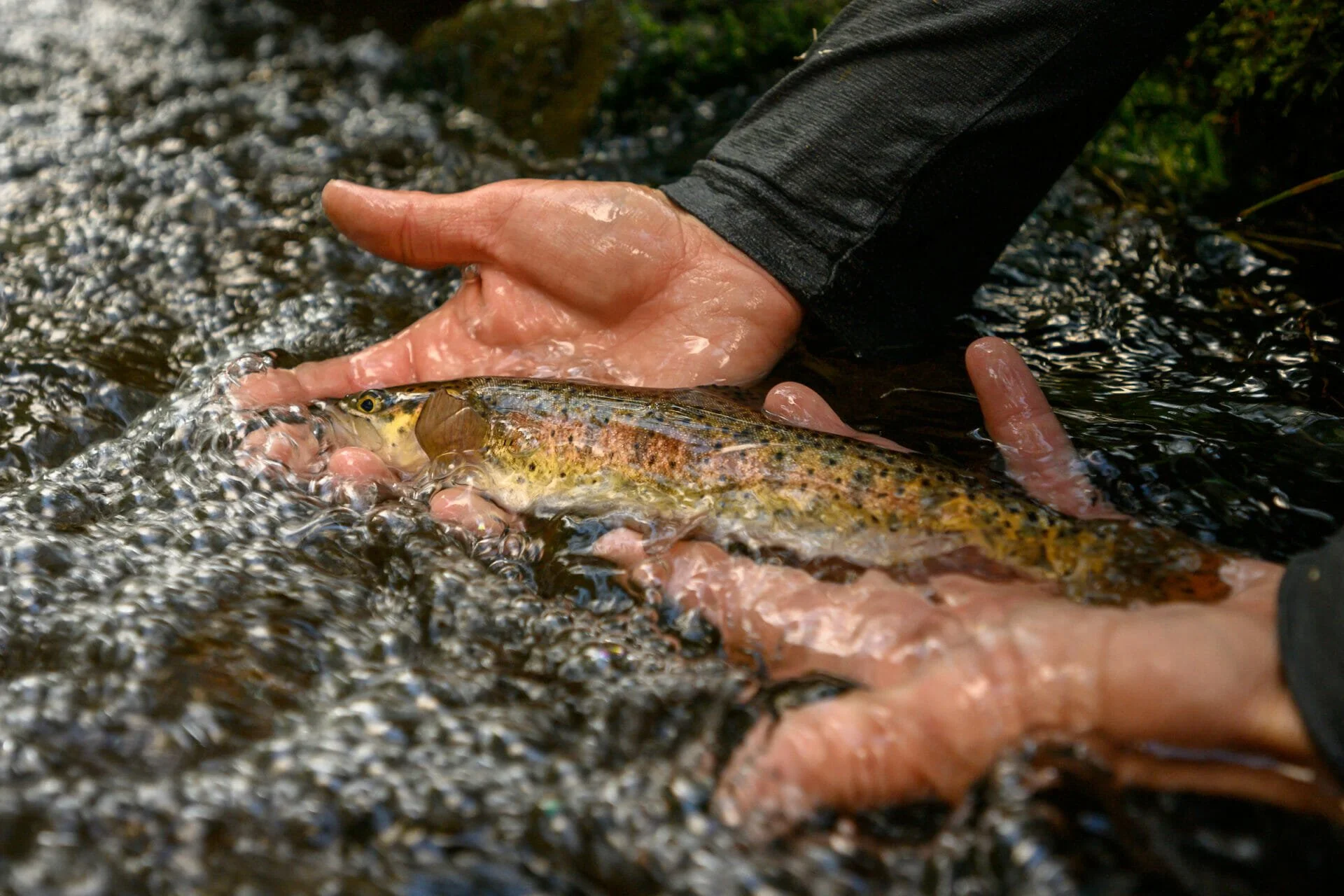 Person holding a The Lahontan cutthroat trout (Oncorhynchus henshawi) al fish into a shallow stream in the Ruby Mountains of Nevada with a hand and water splashing.