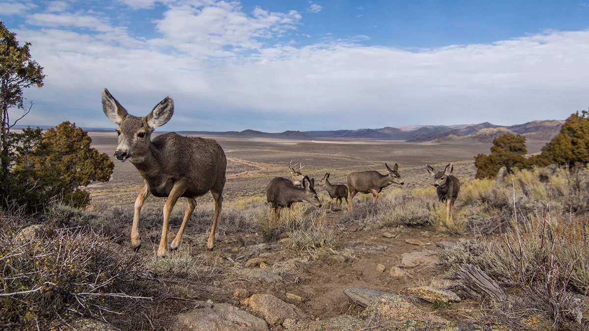A group of deer, including a stag with antlers and several does, in a grassy, hilly landscape with sparse trees and a cloudy sky.