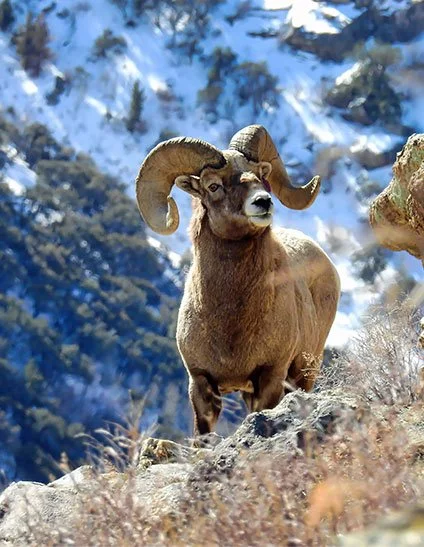 A bighorn sheep standing on rocky terrain with snow-covered mountains in the background.
