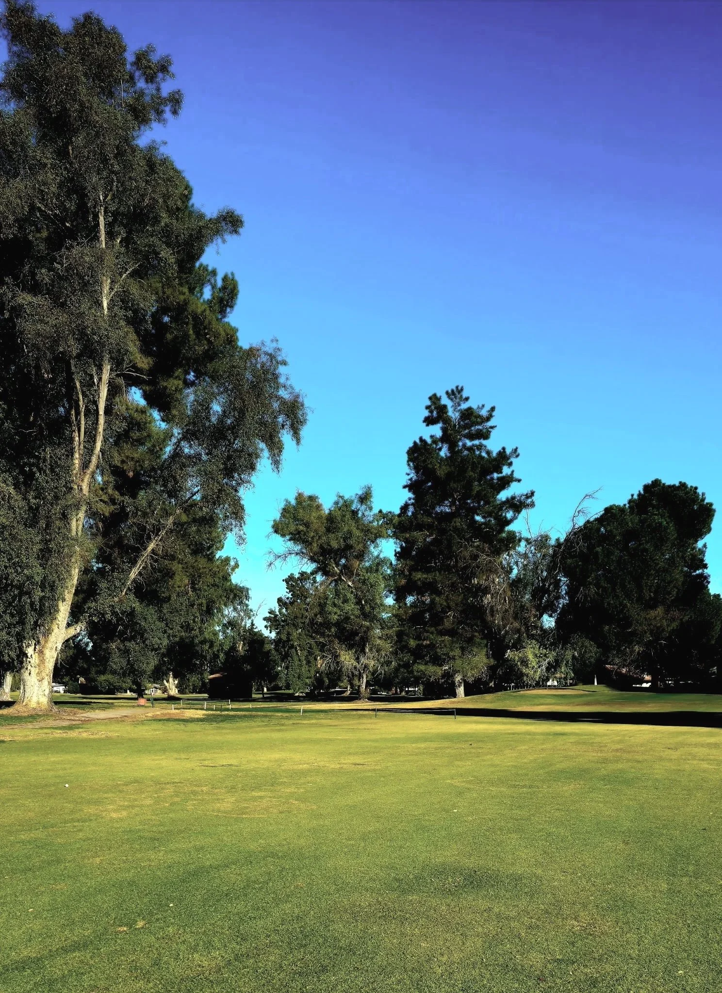 A peaceful golf course with large trees and a well-maintained grassy area under a bright blue sky.