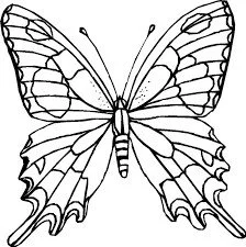 color butterfly.jpg