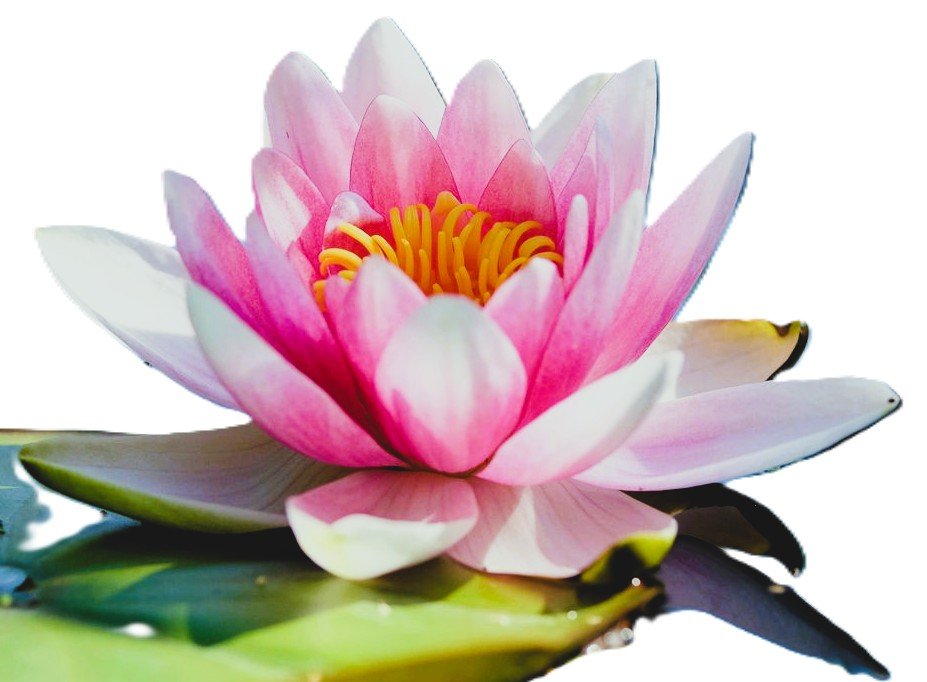 water lilly2.jpg