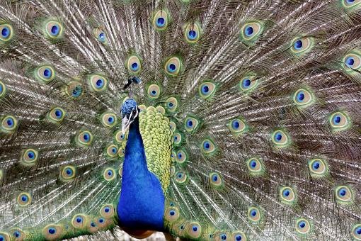 peacock.jpg