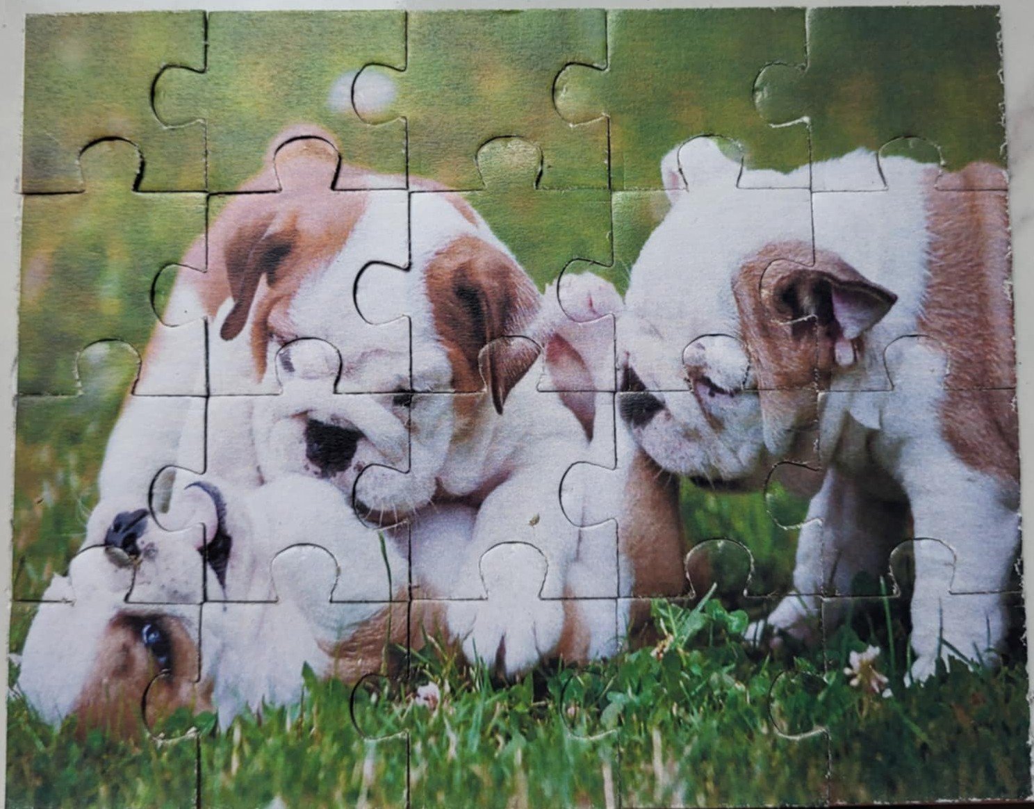 baby bulldogs.jpg