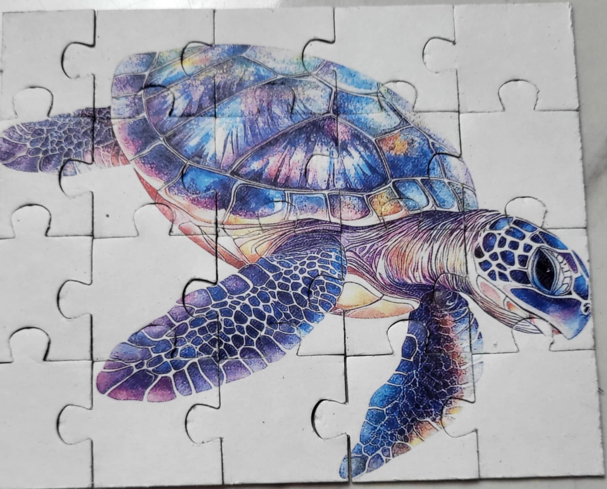 turtle.jpg