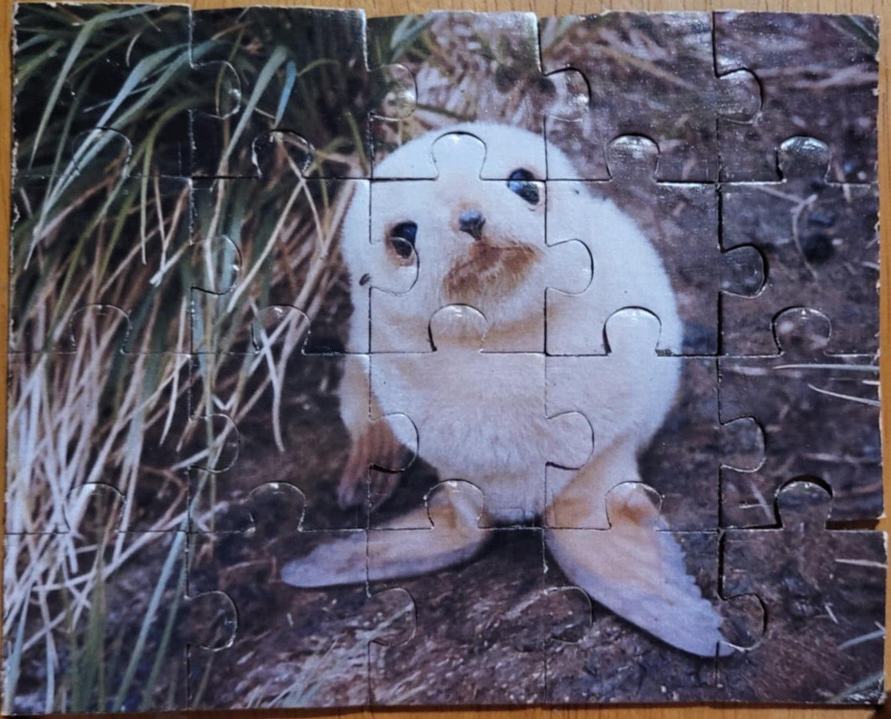 baby seal.jpg