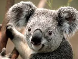 koala.jpg