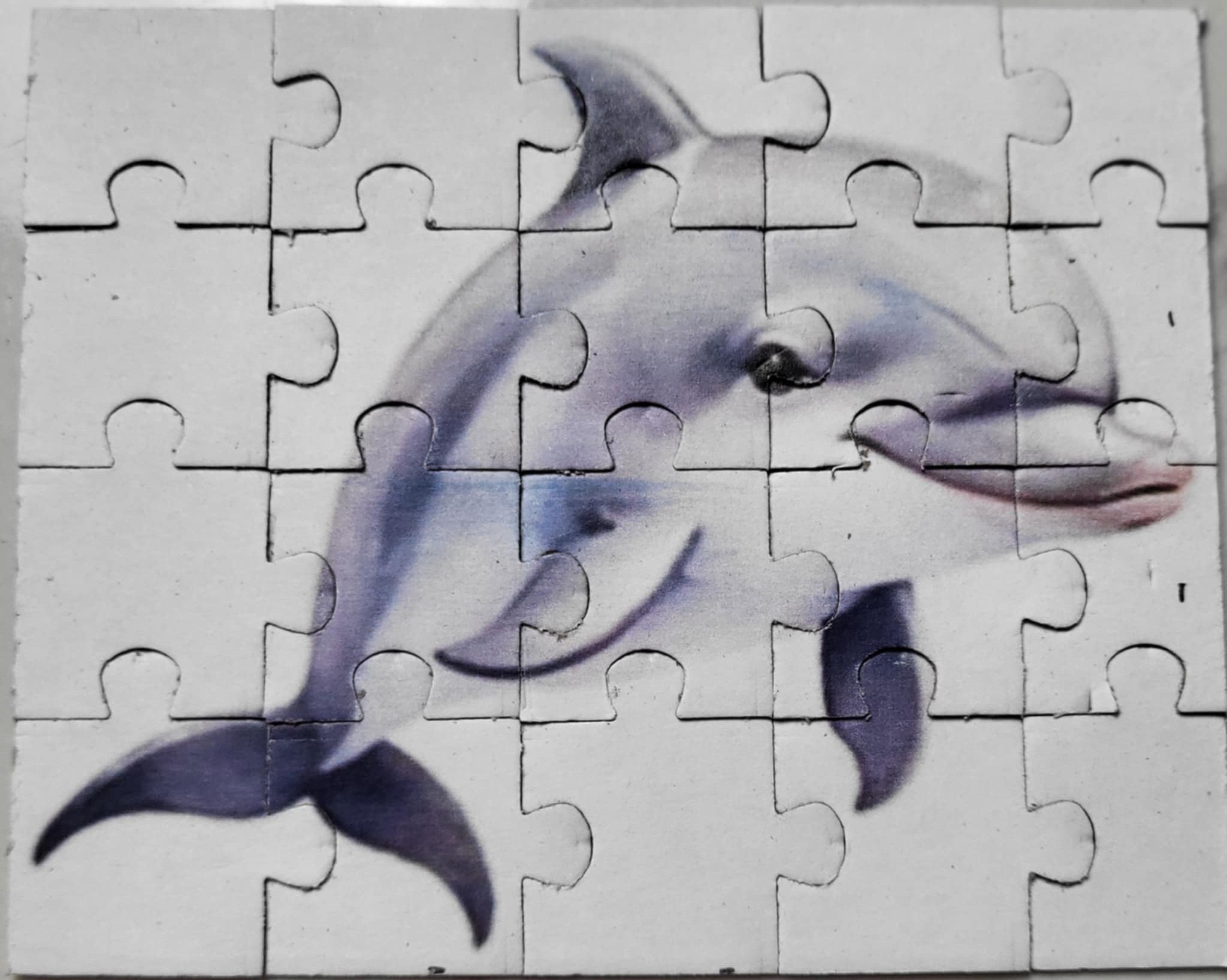 baby dolphin.jpg